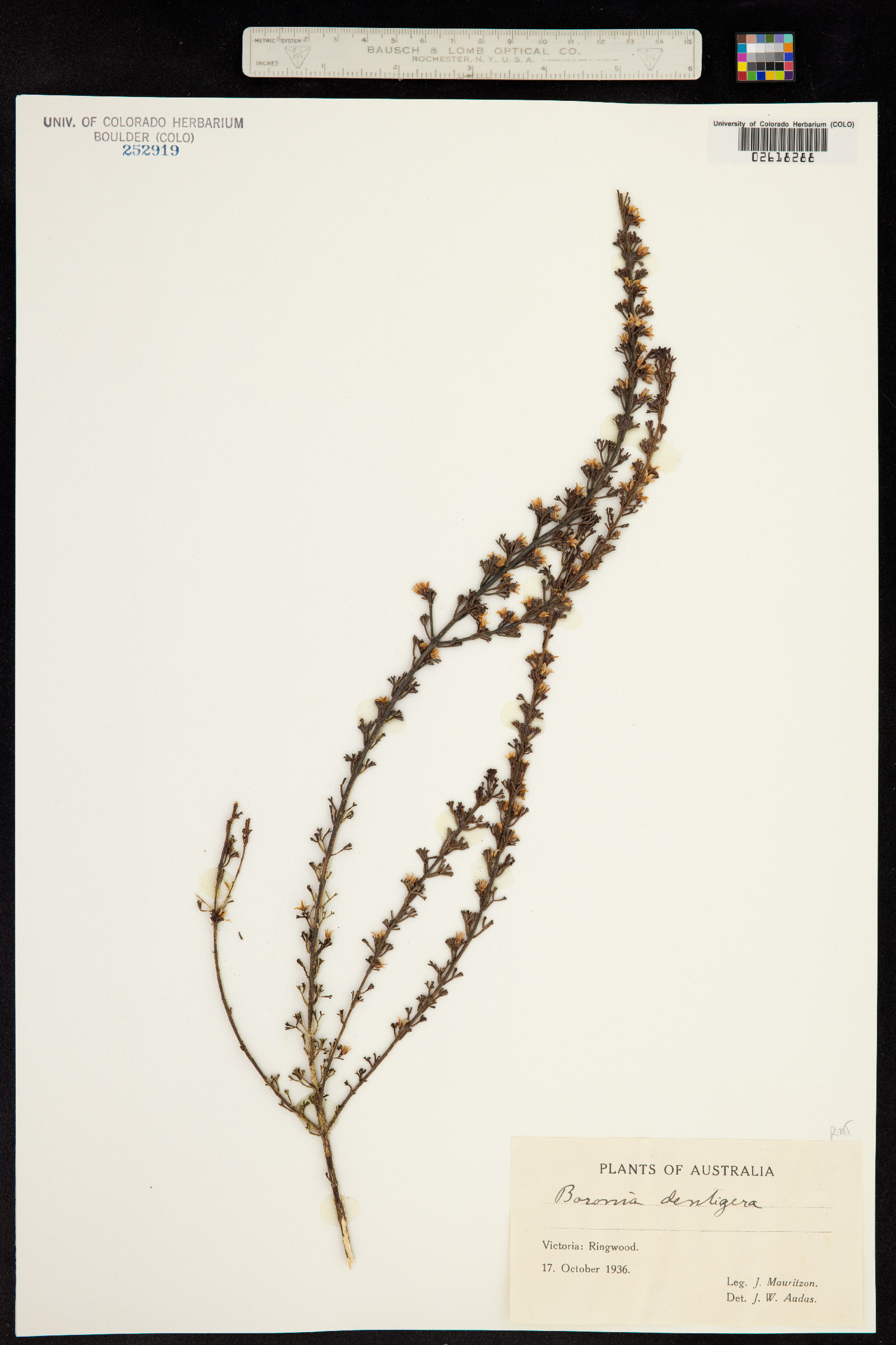 Cyanothamnus anemonifolius subsp. anemonifolius image