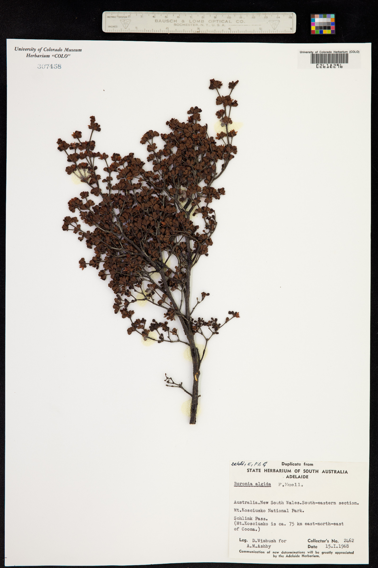 Boronia algida image