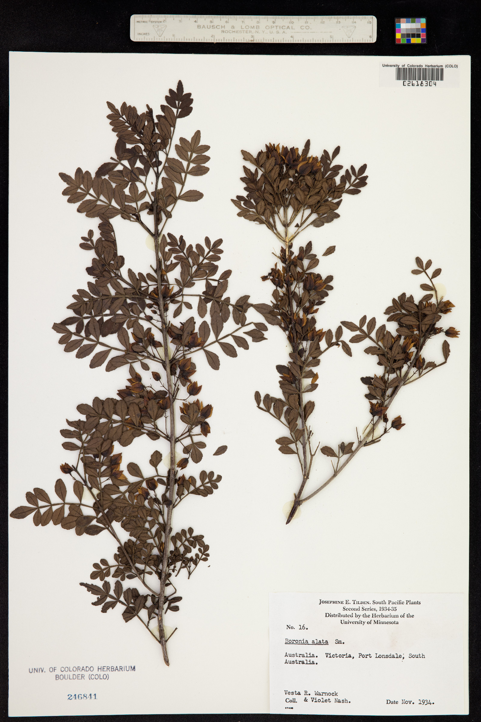 Boronia alata image
