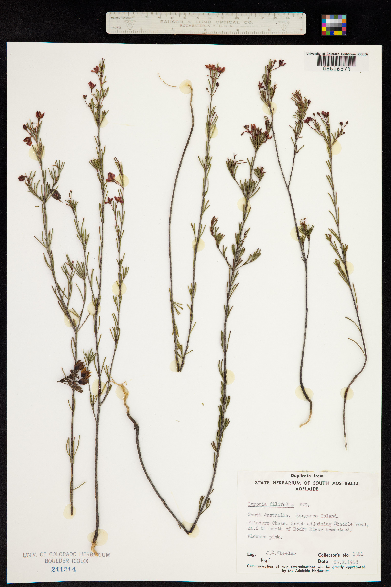 Boronia filifolia image