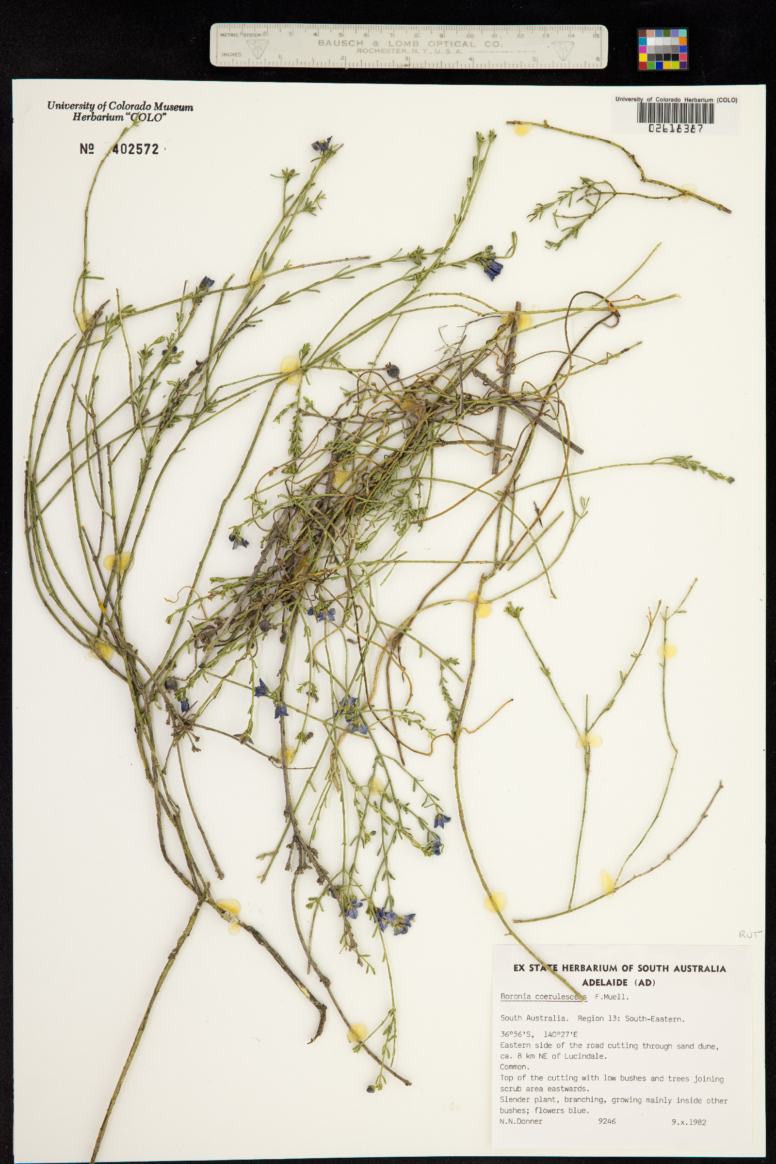Boronia coerulescens image