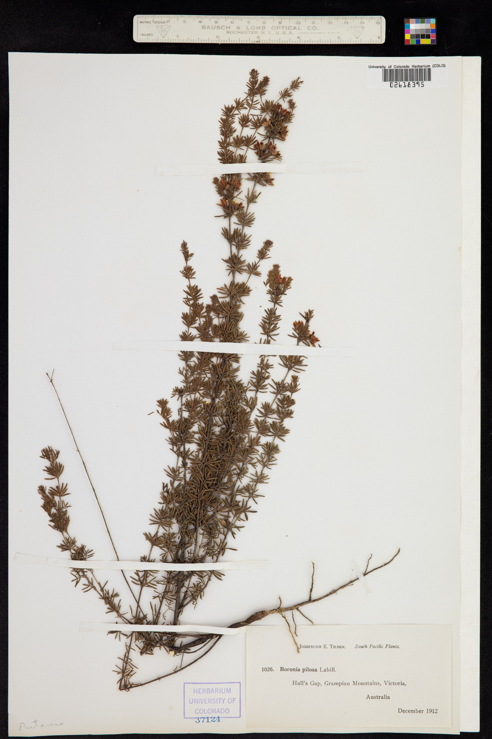 Boronia pilosa image