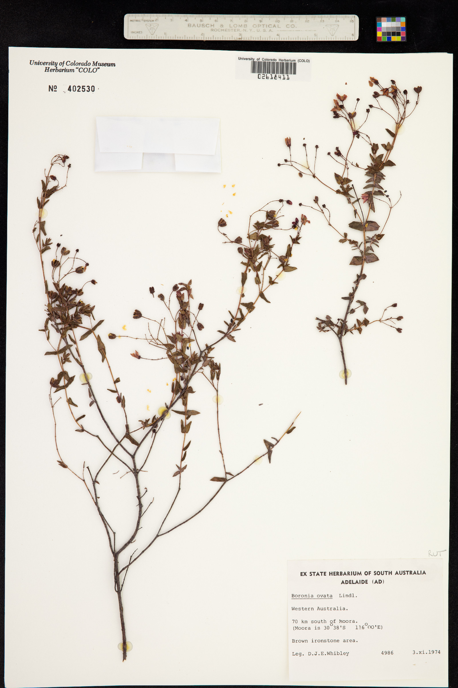 Boronia ovata image