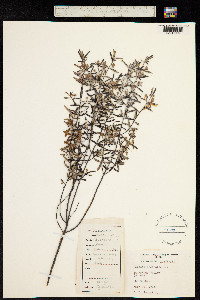 Boronia ledifolia image
