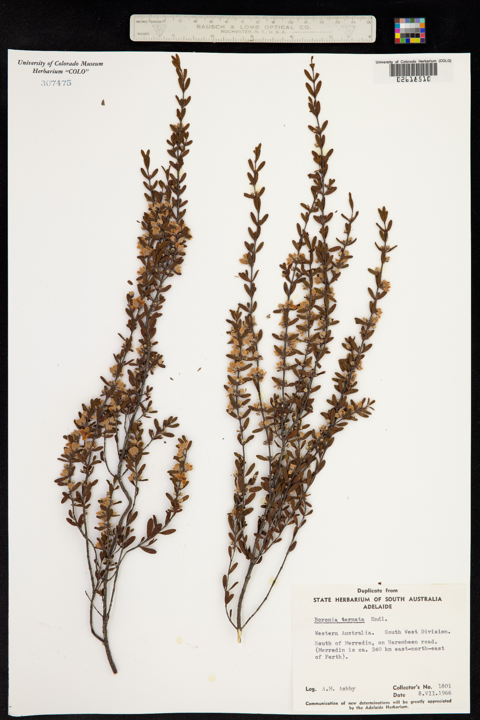 Boronia ternata image