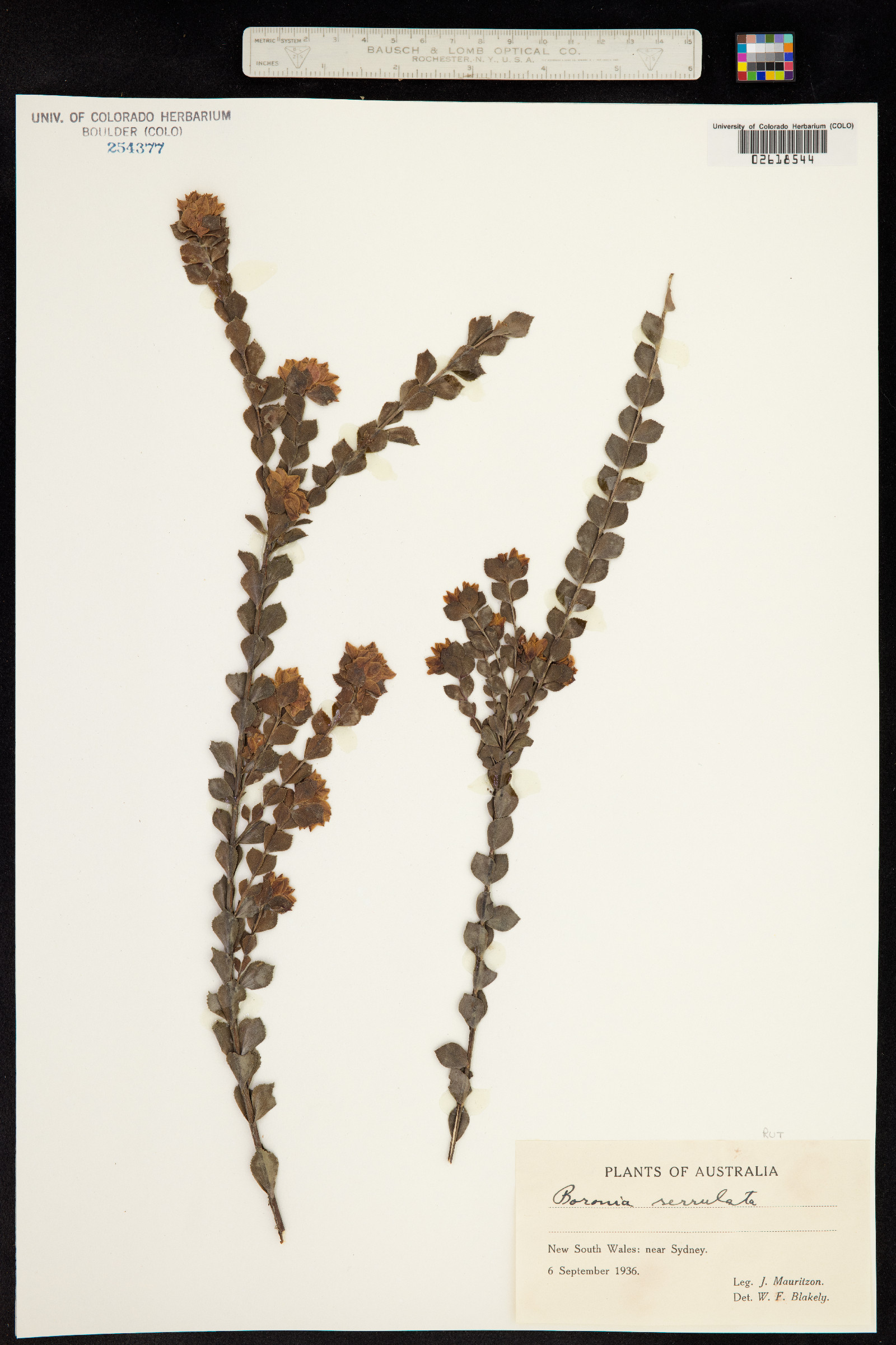 Boronia serrulata image