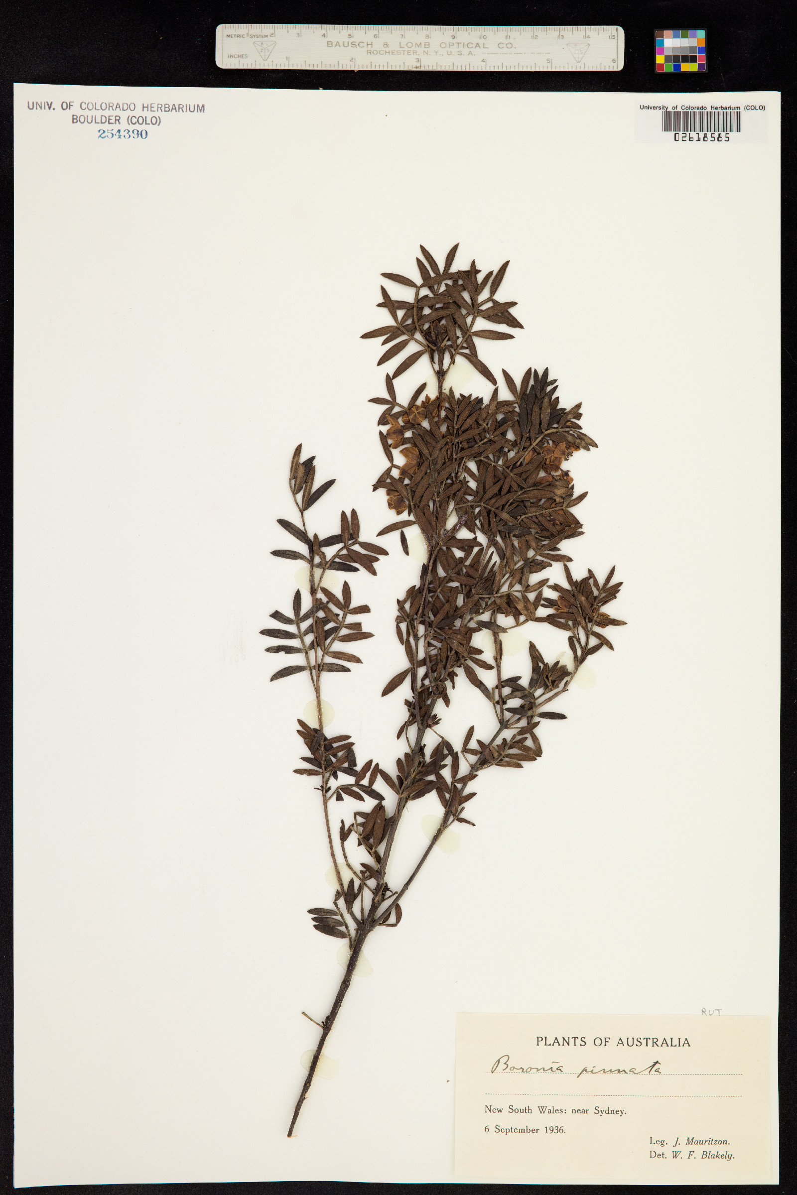 Boronia pinnata image