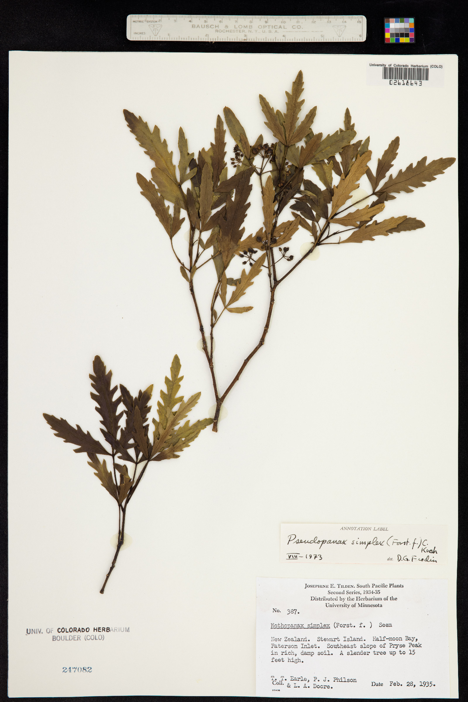 Raukaua simplex image