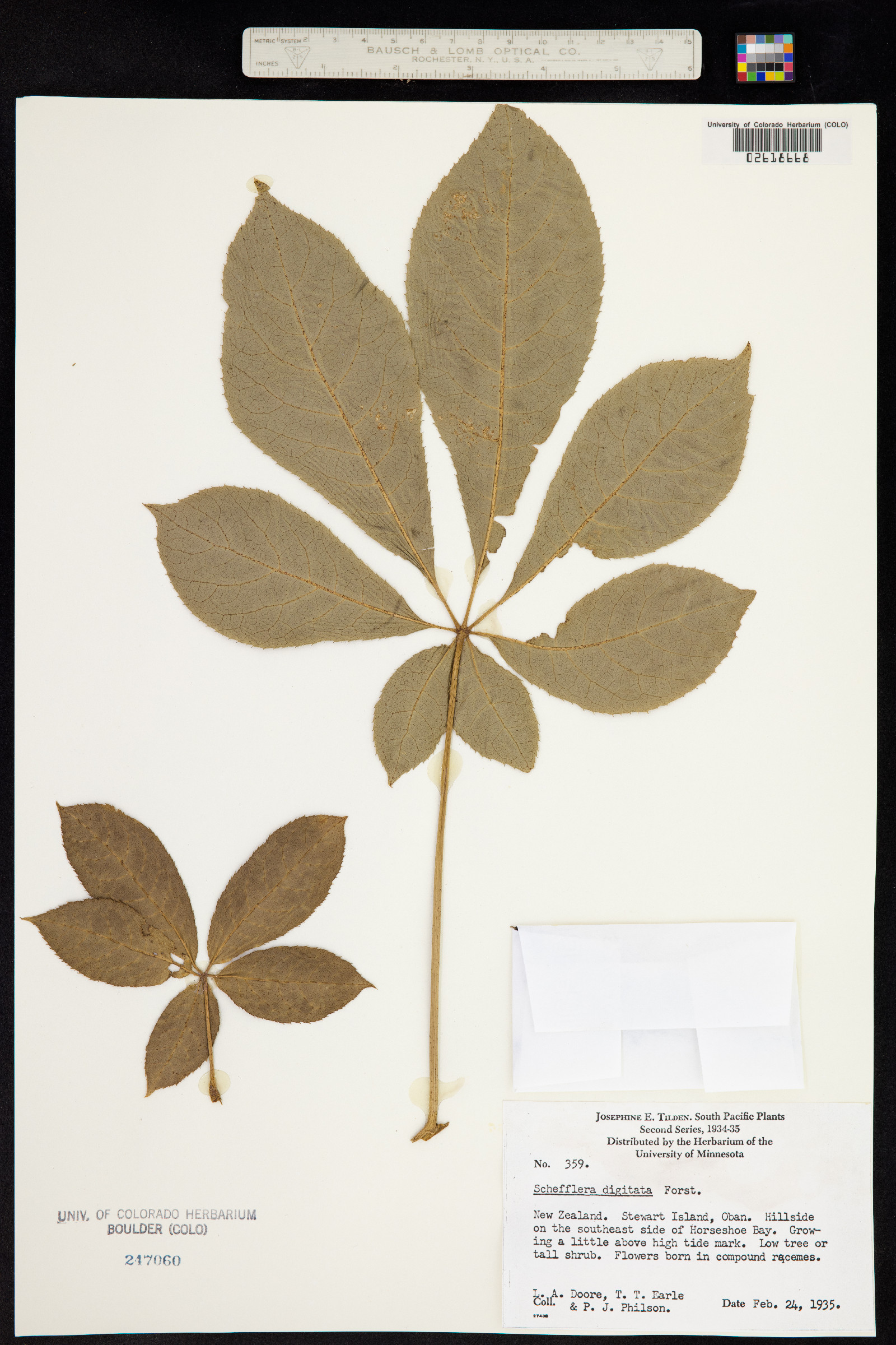 Schefflera digitata image