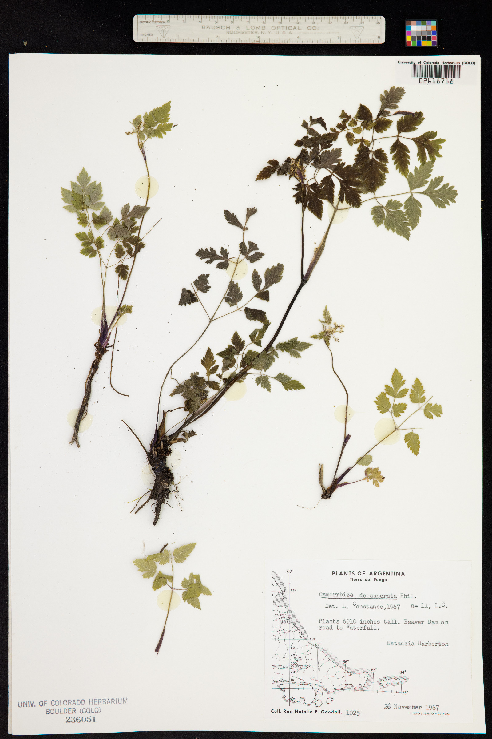 Osmorhiza depauperata image