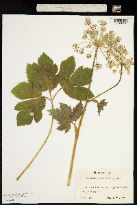 Peucedanum ostruthium image