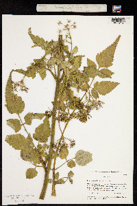 Image of Afroligusticum petitianum