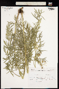 Image of Peucedanum schottii