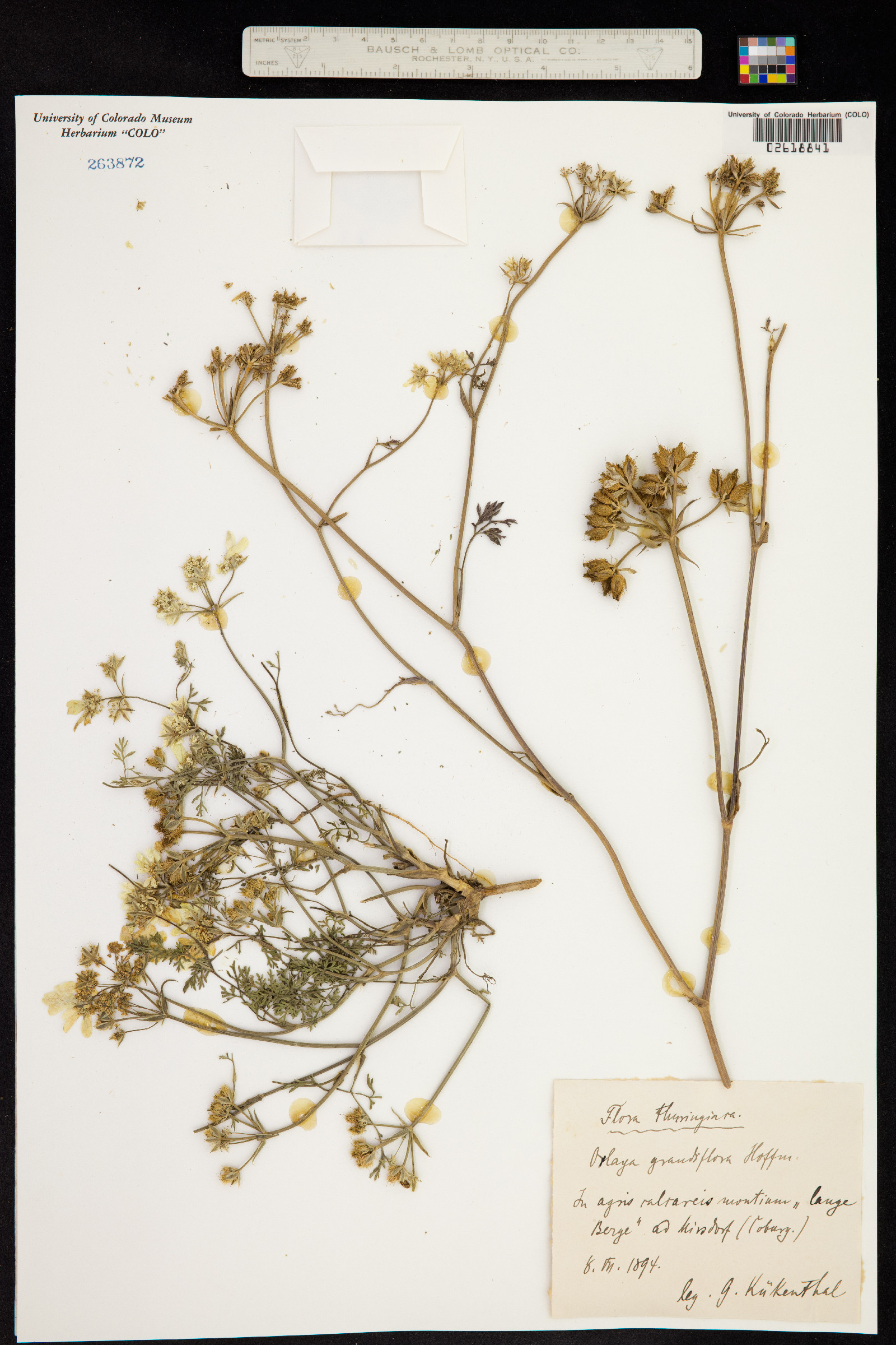 Orlaya grandiflora image