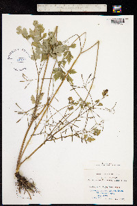 Image of Osmorhiza aristata