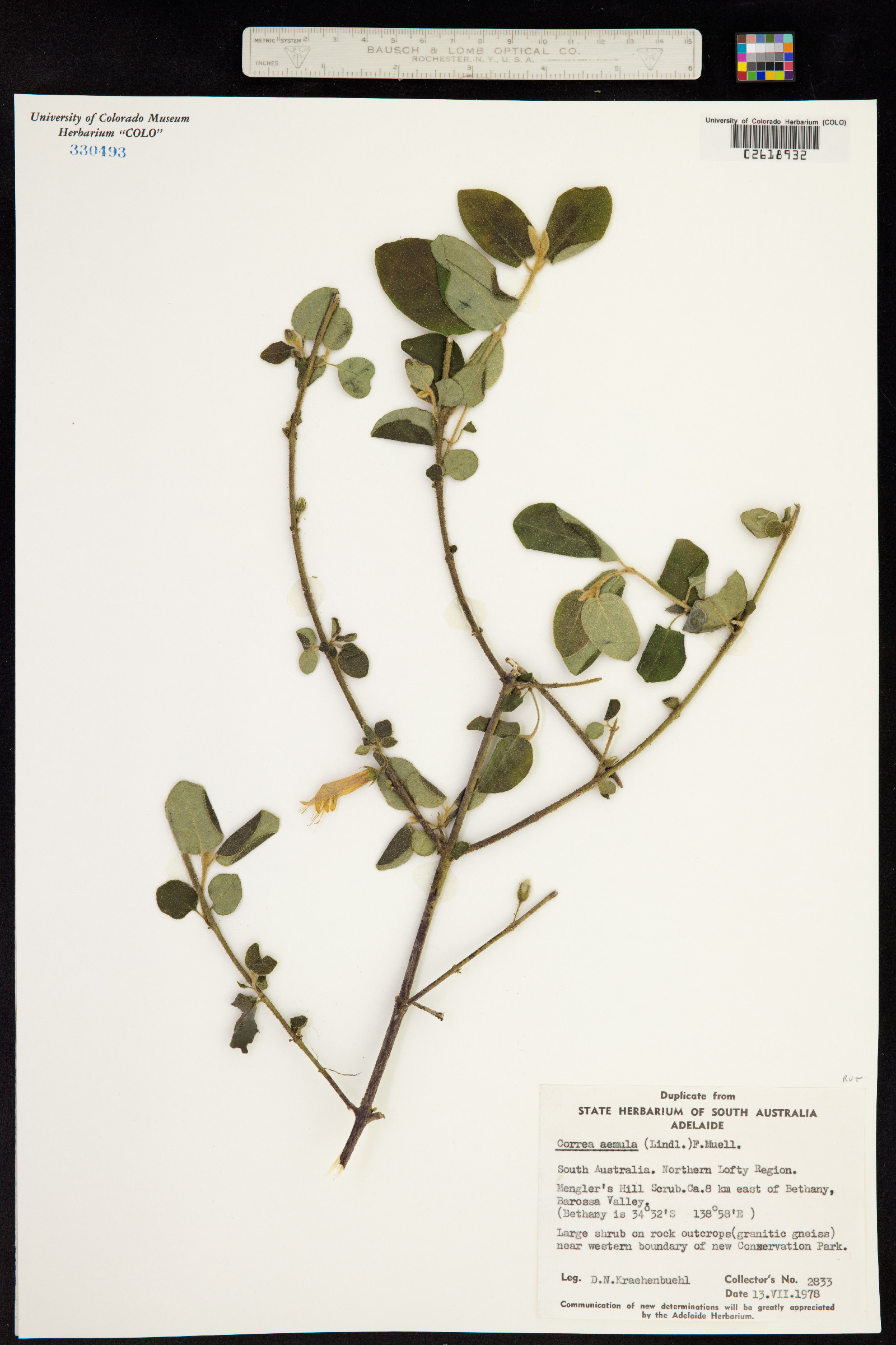 Correa aemula image