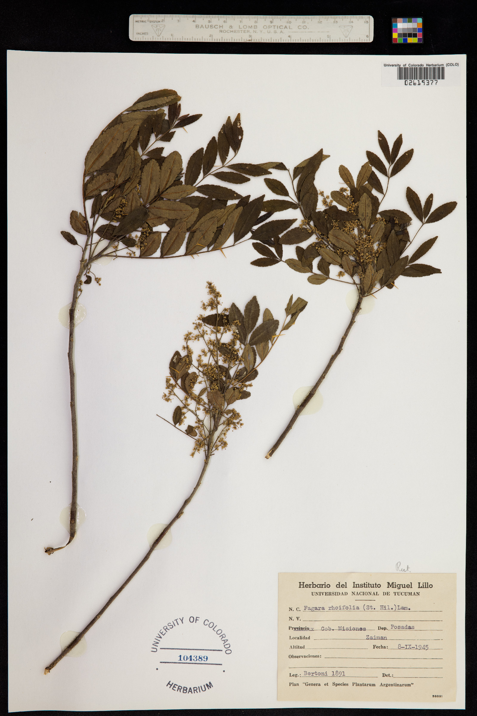 Zanthoxylum rhoifolium image