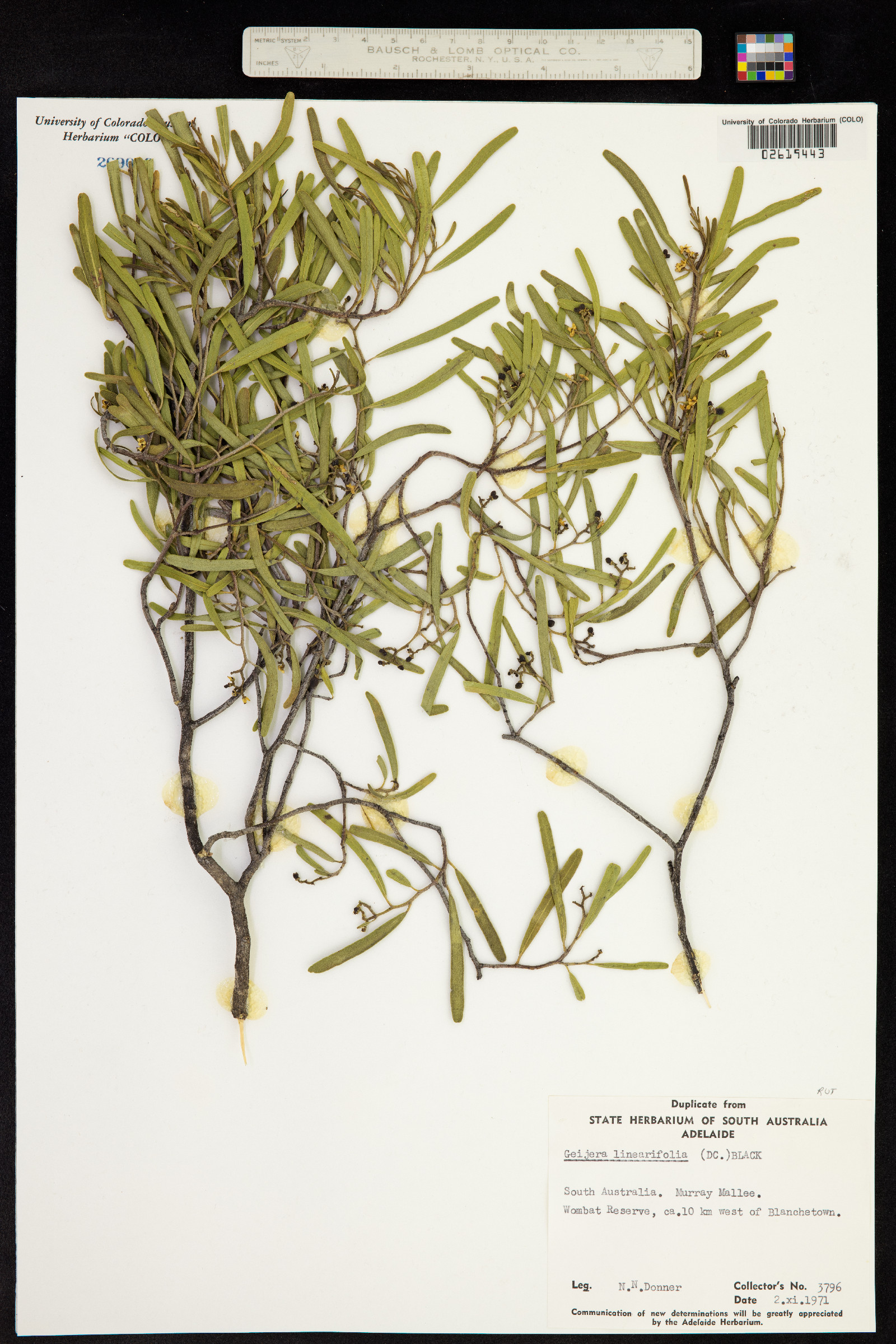 Geijera linearifolia image