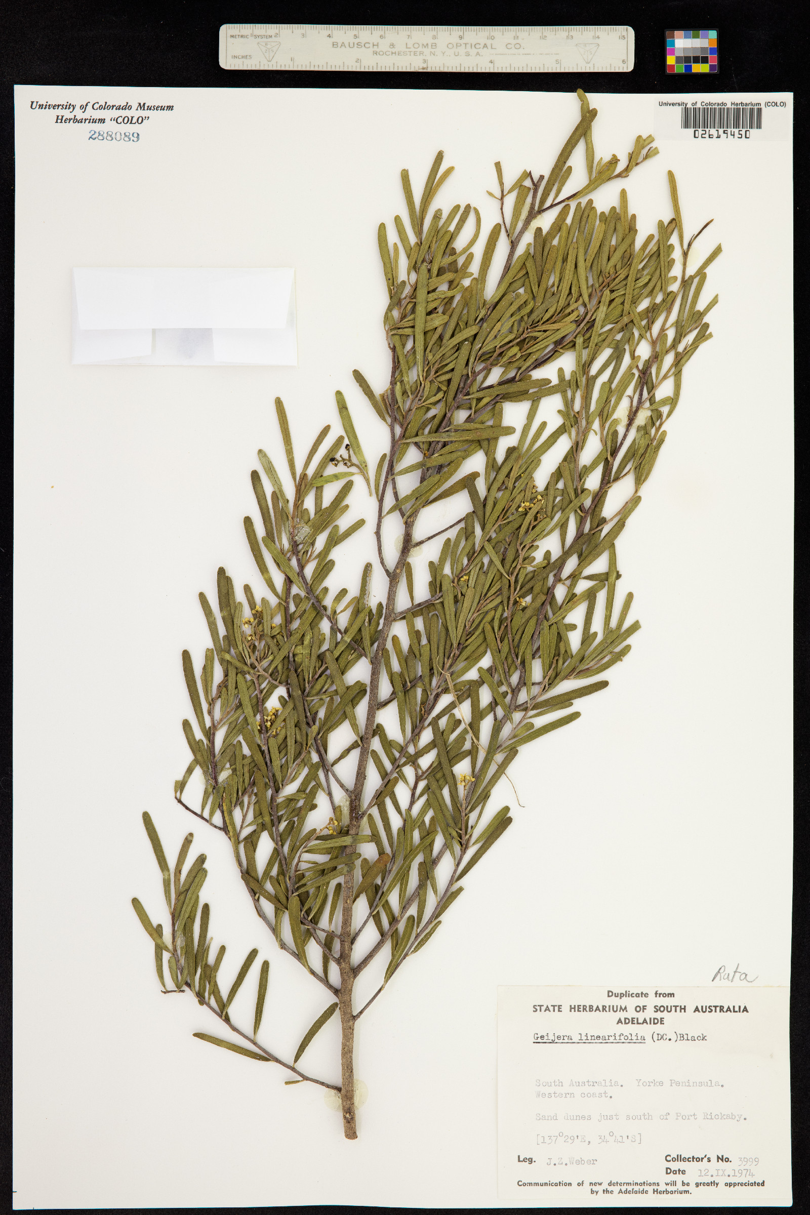 Geijera linearifolia image