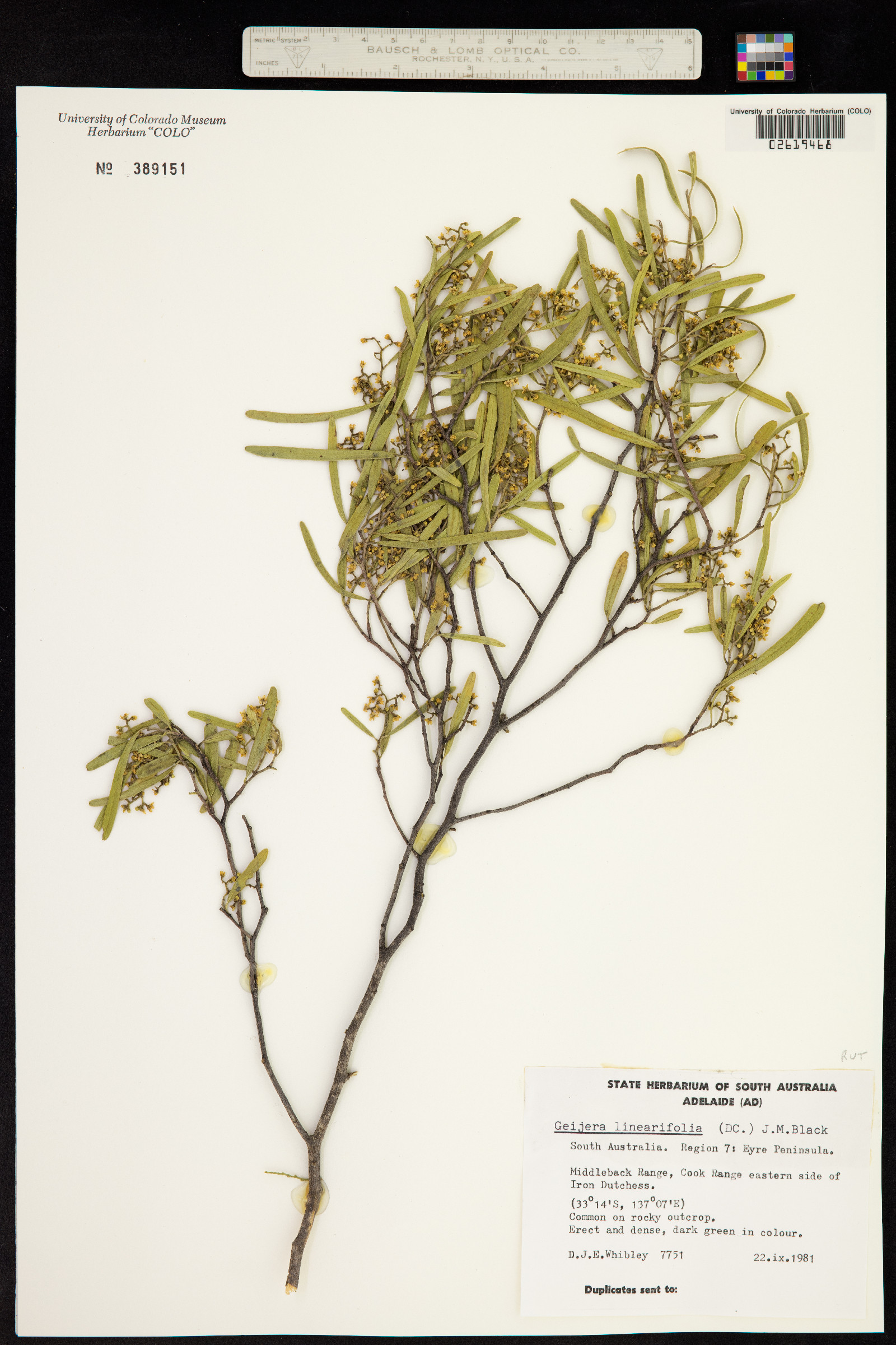 Geijera linearifolia image