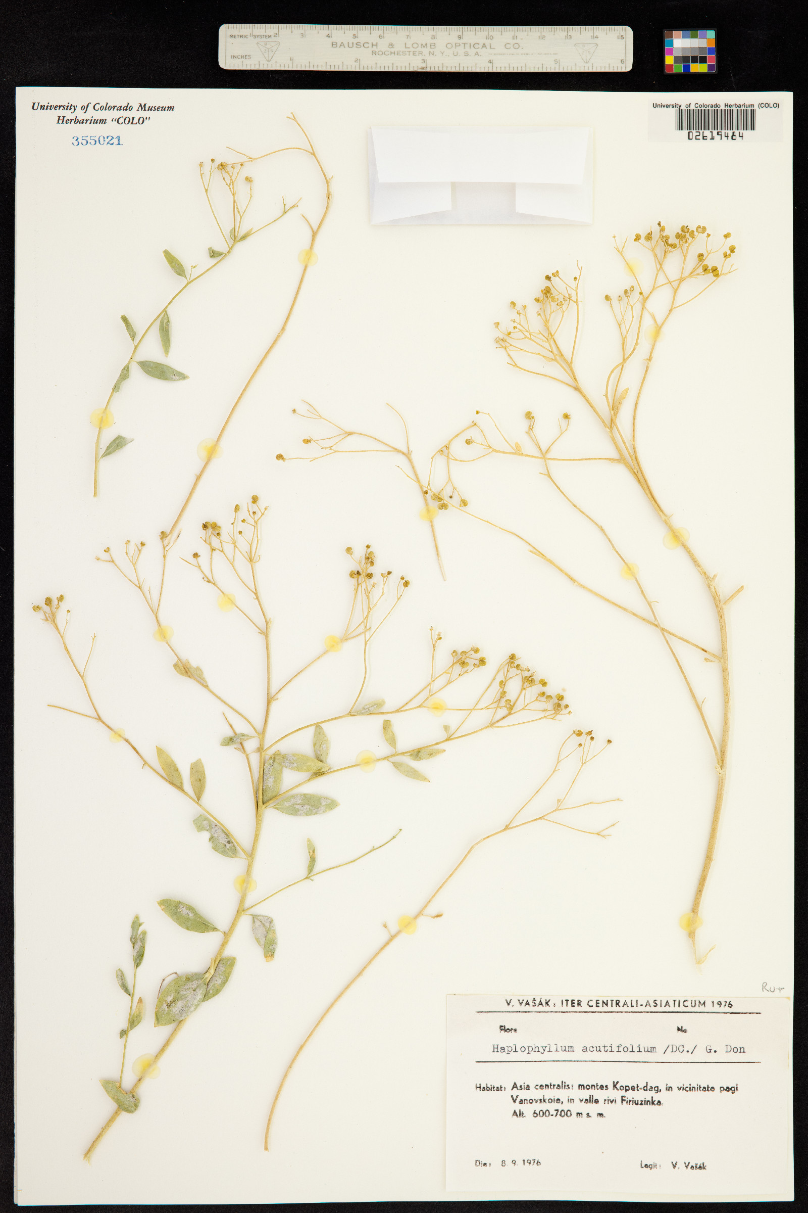 Haplophyllum acutifolium image