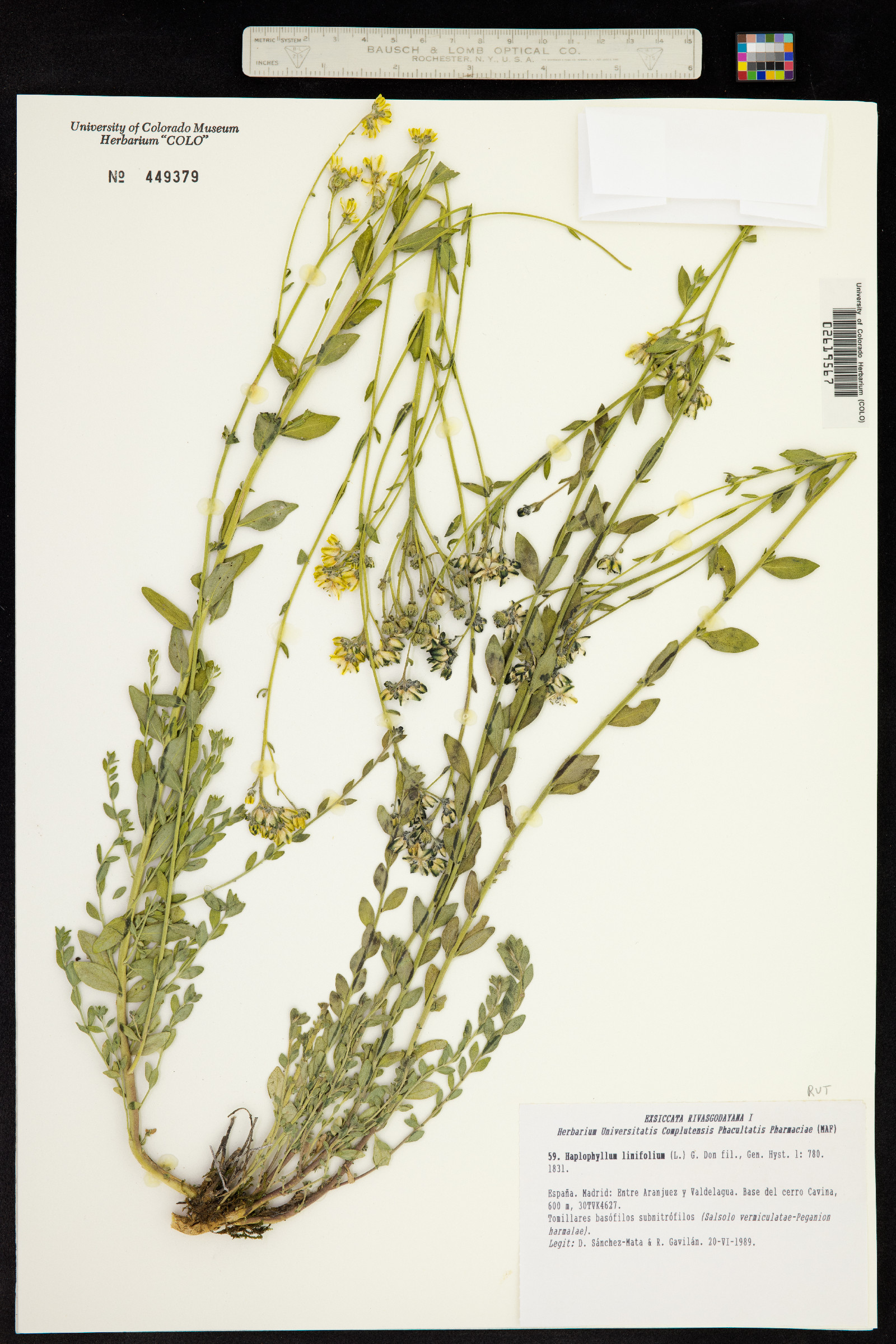 Haplophyllum linifolium image