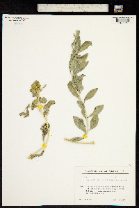 Ruta pubescens image
