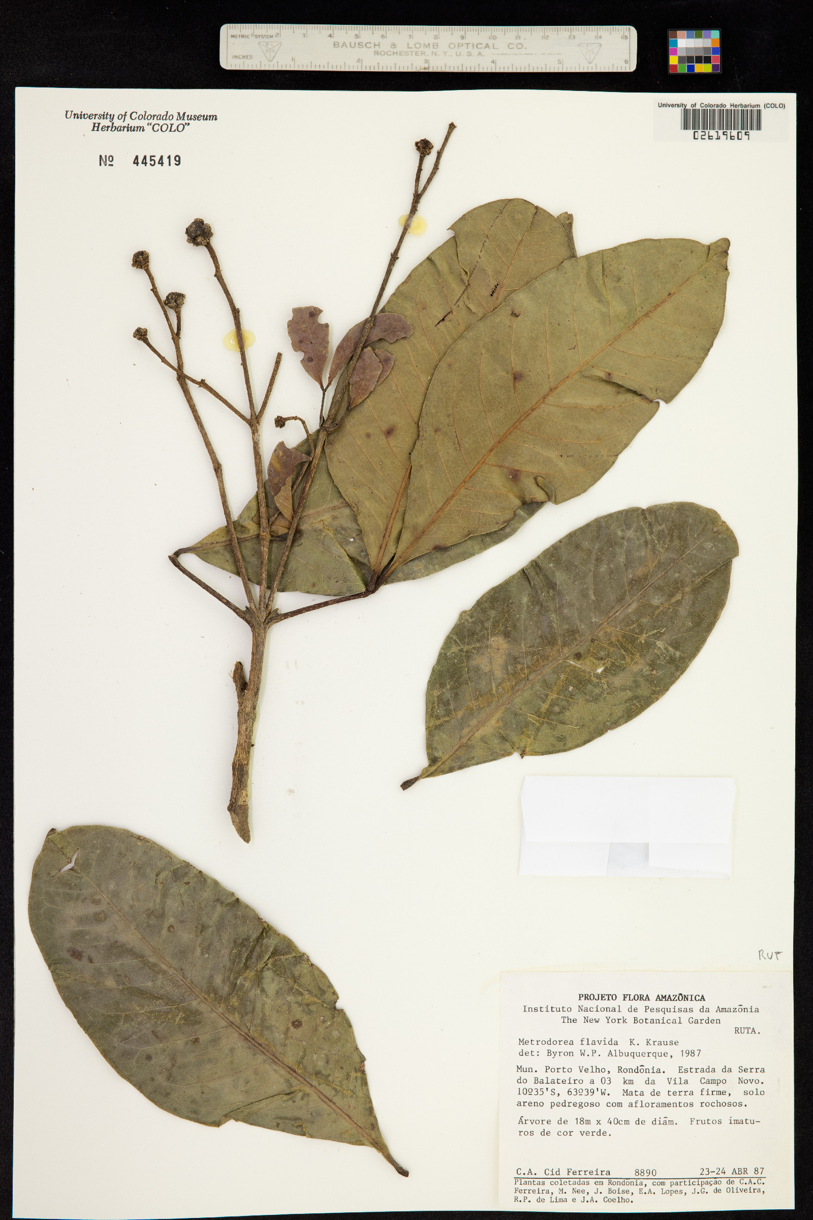 Metrodorea flavida image