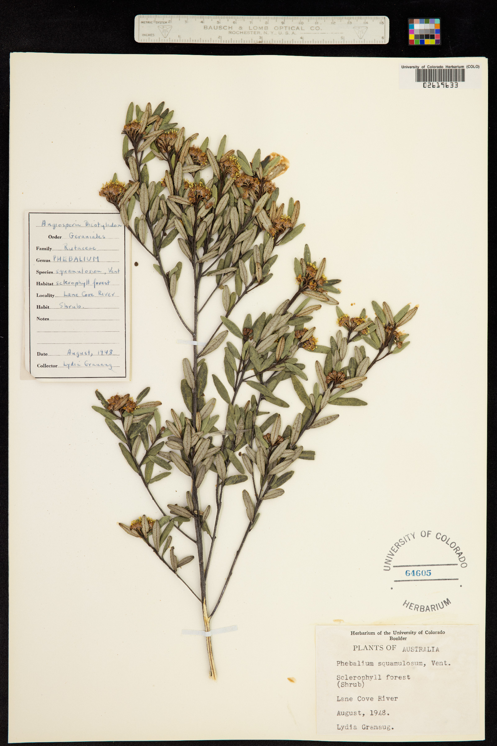 Phebalium squamulosum image
