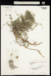 Acanthophyllum mucronatum image