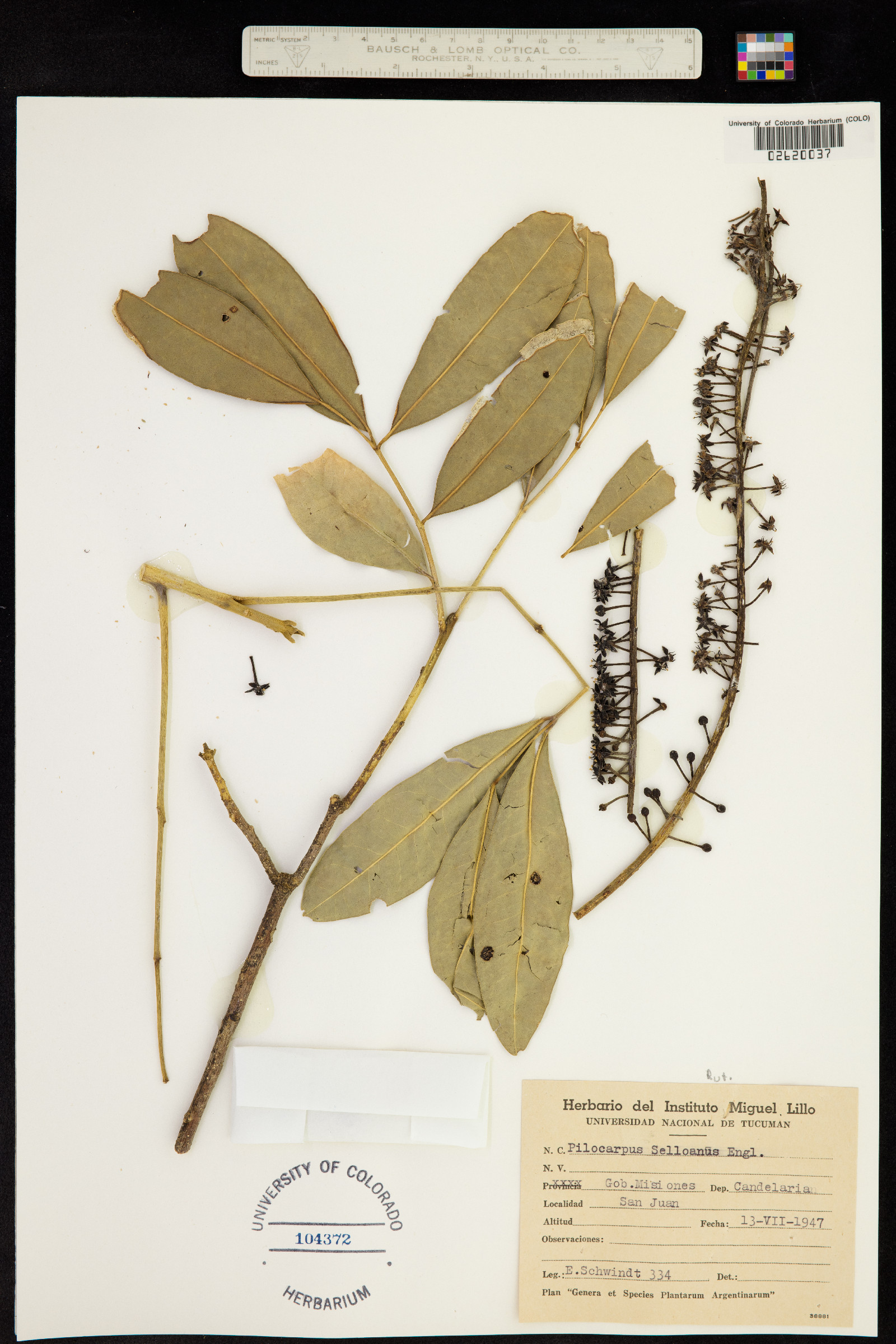Pilocarpus image