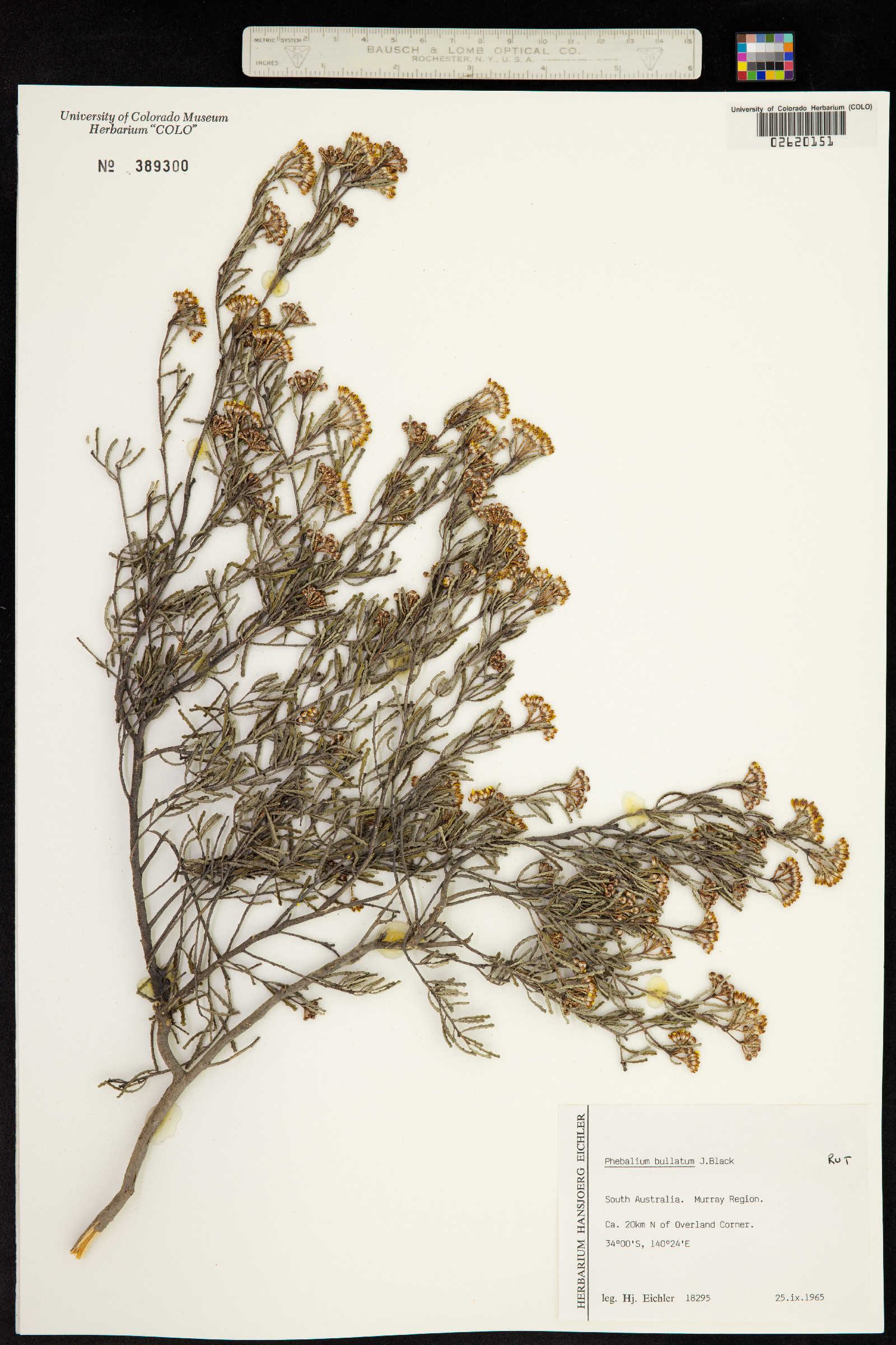Phebalium bullatum image