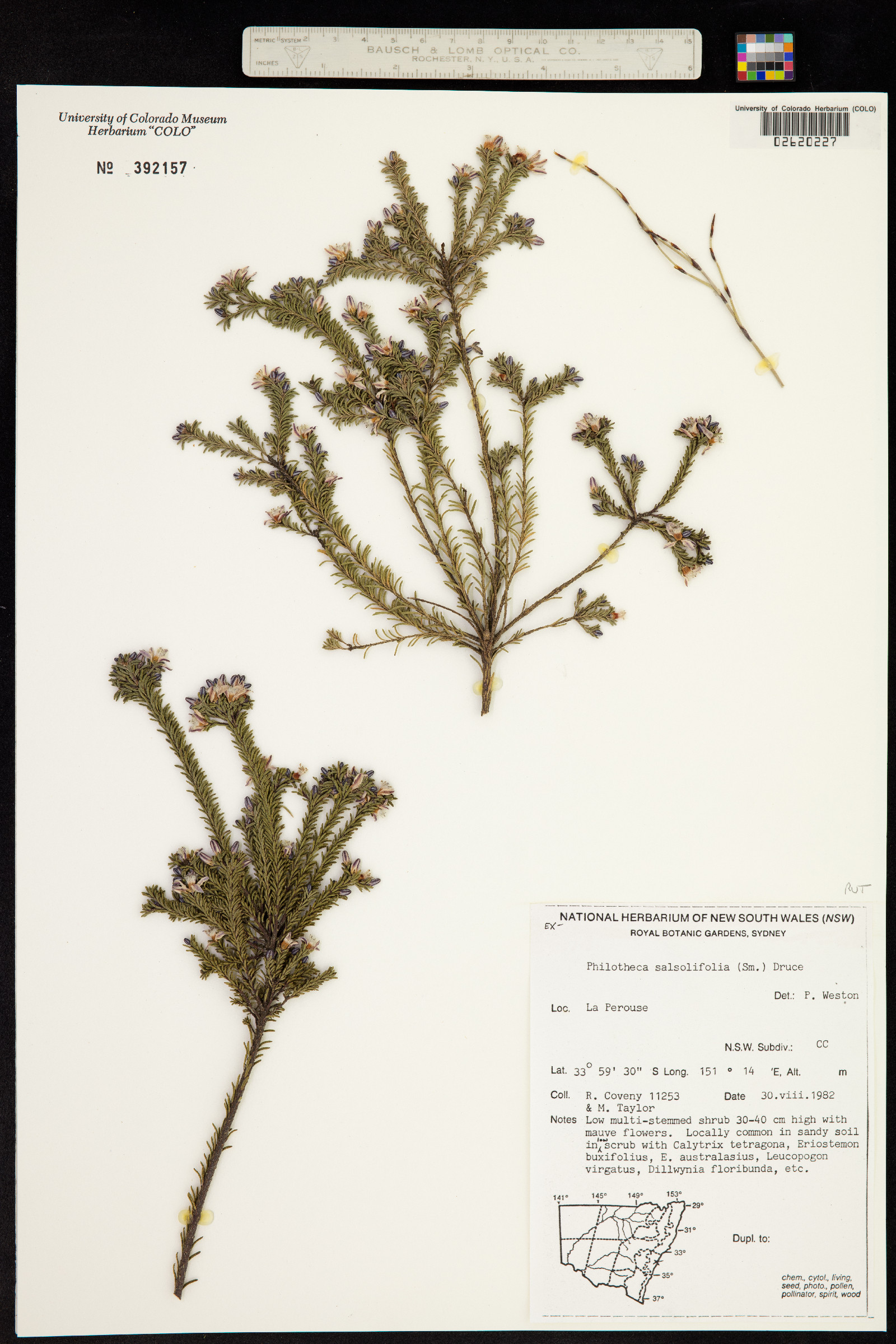 Philotheca salsolifolia image