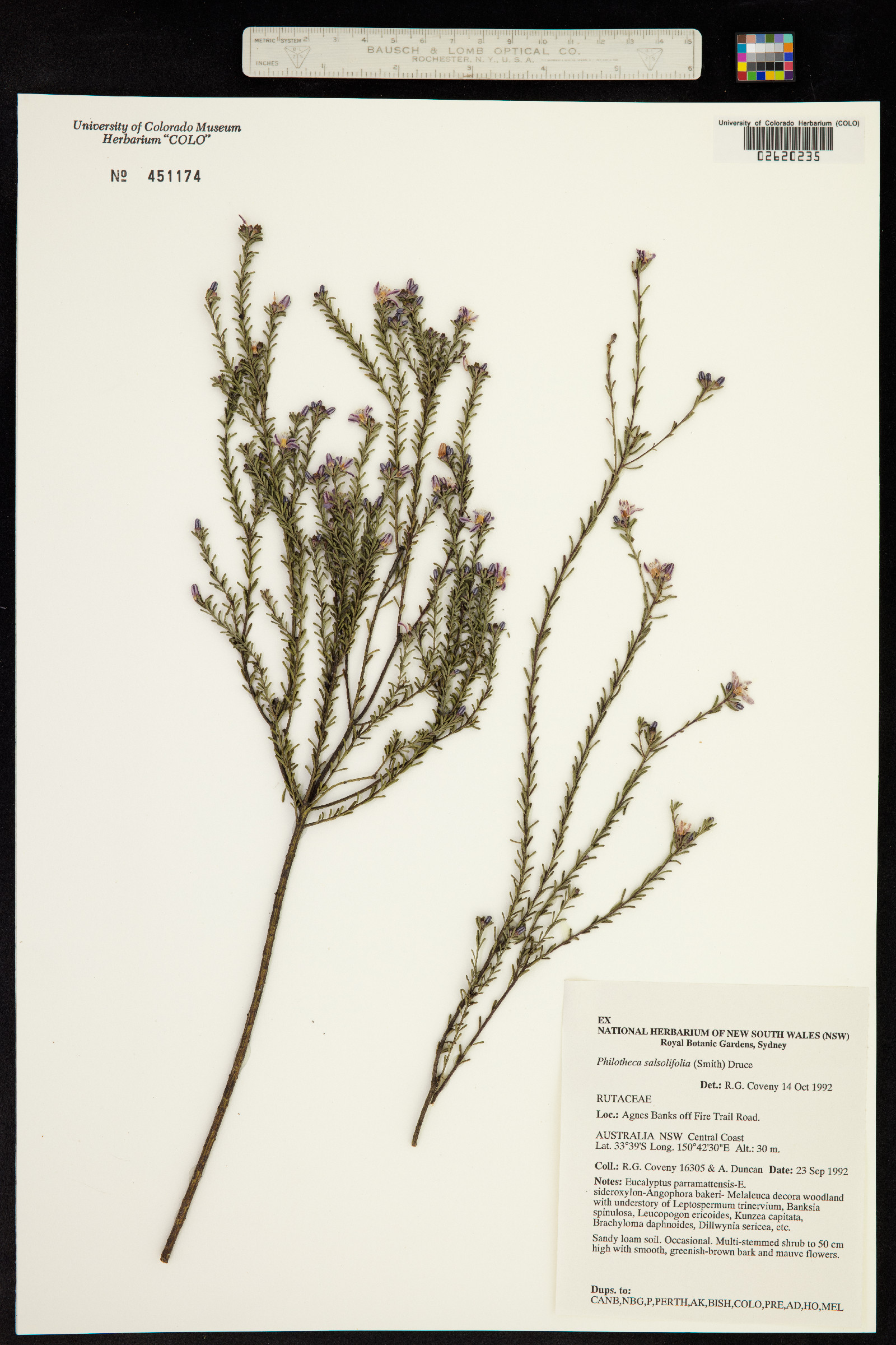 Philotheca salsolifolia image
