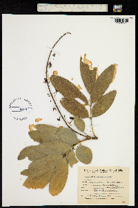 Pilocarpus selloanus image