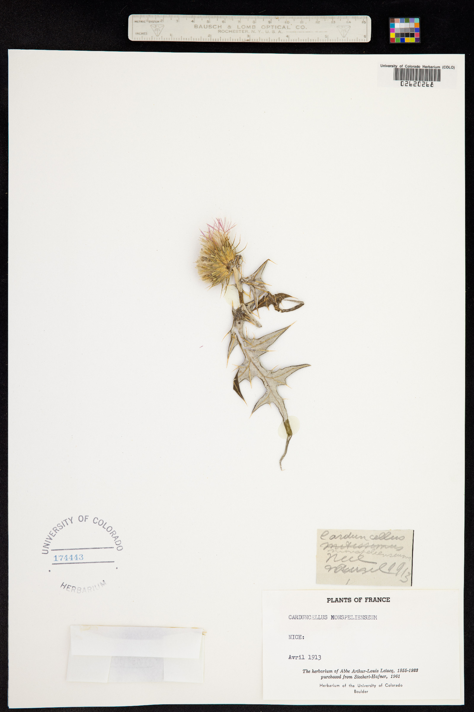 Carduncellus monspeliensium image