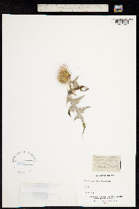 Image of Carduncellus monspeliensium