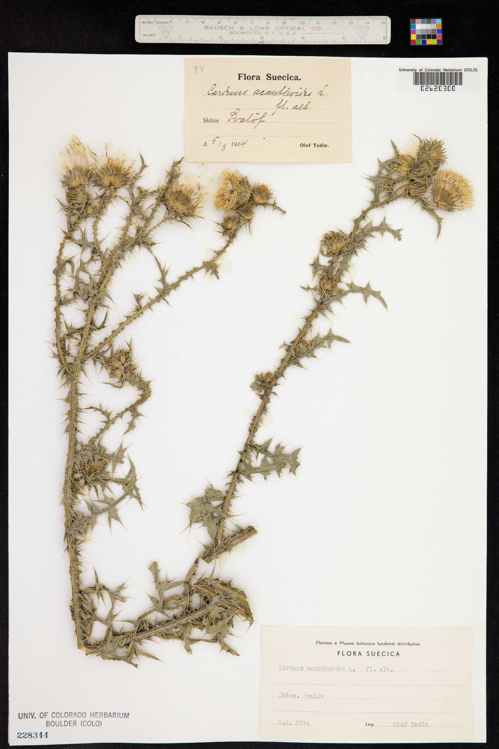 Carduus acanthoides image