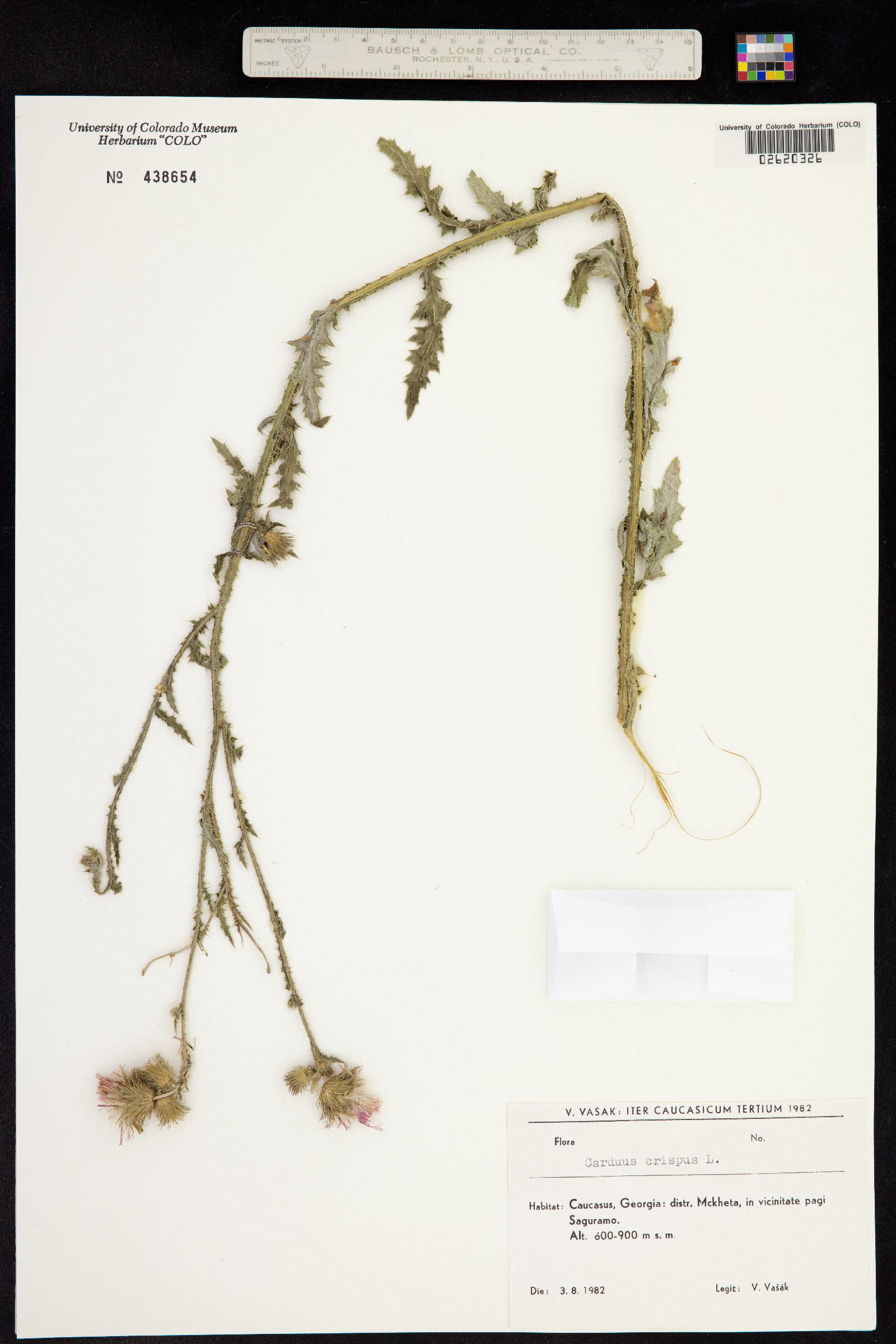 Carduus crispus image