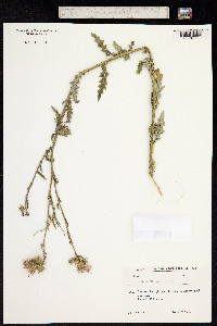 Carduus crispus image