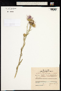 Image of Carduus crispus