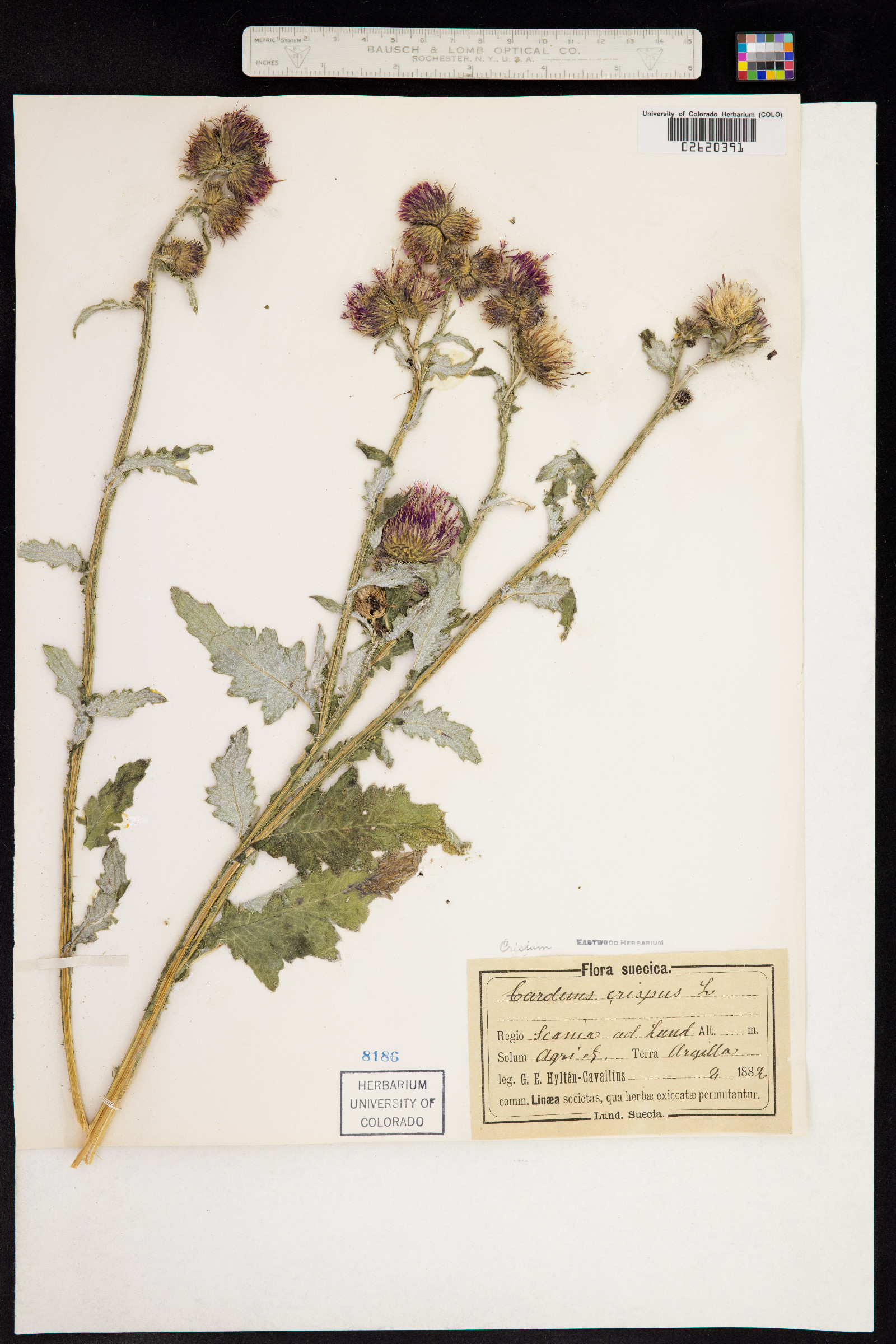 Carduus crispus image