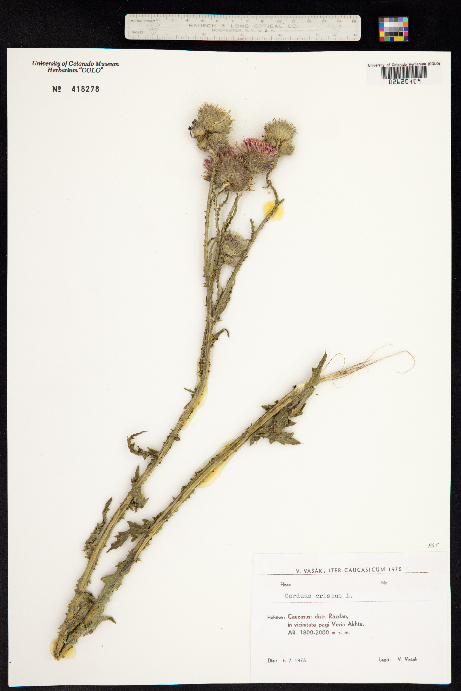 Carduus crispus image