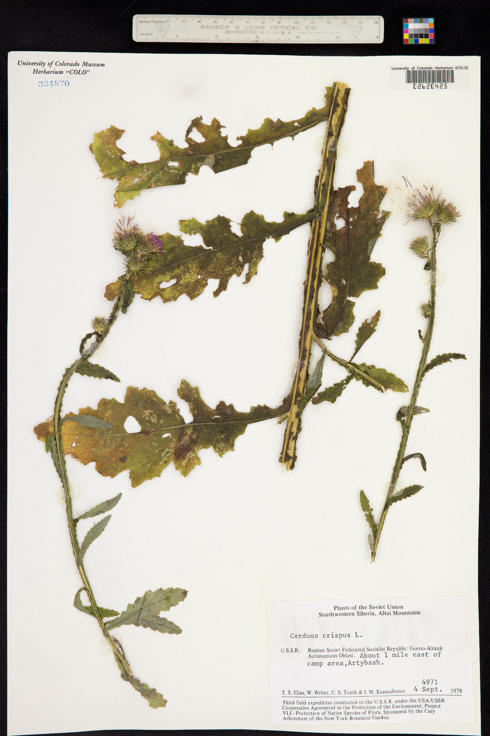 Carduus crispus image