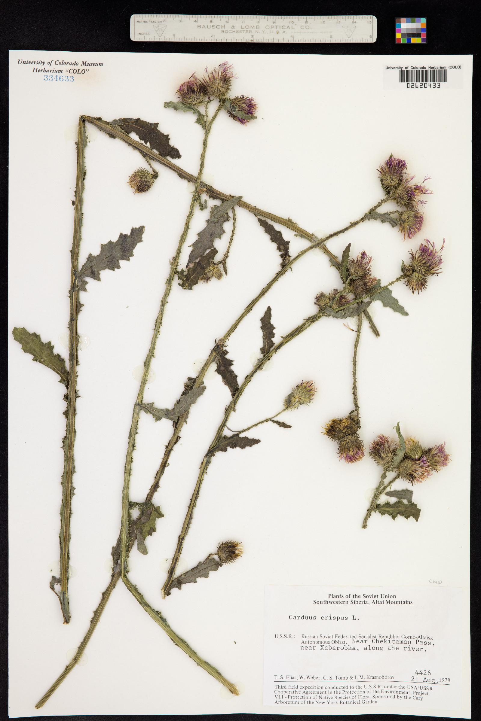 Carduus crispus image