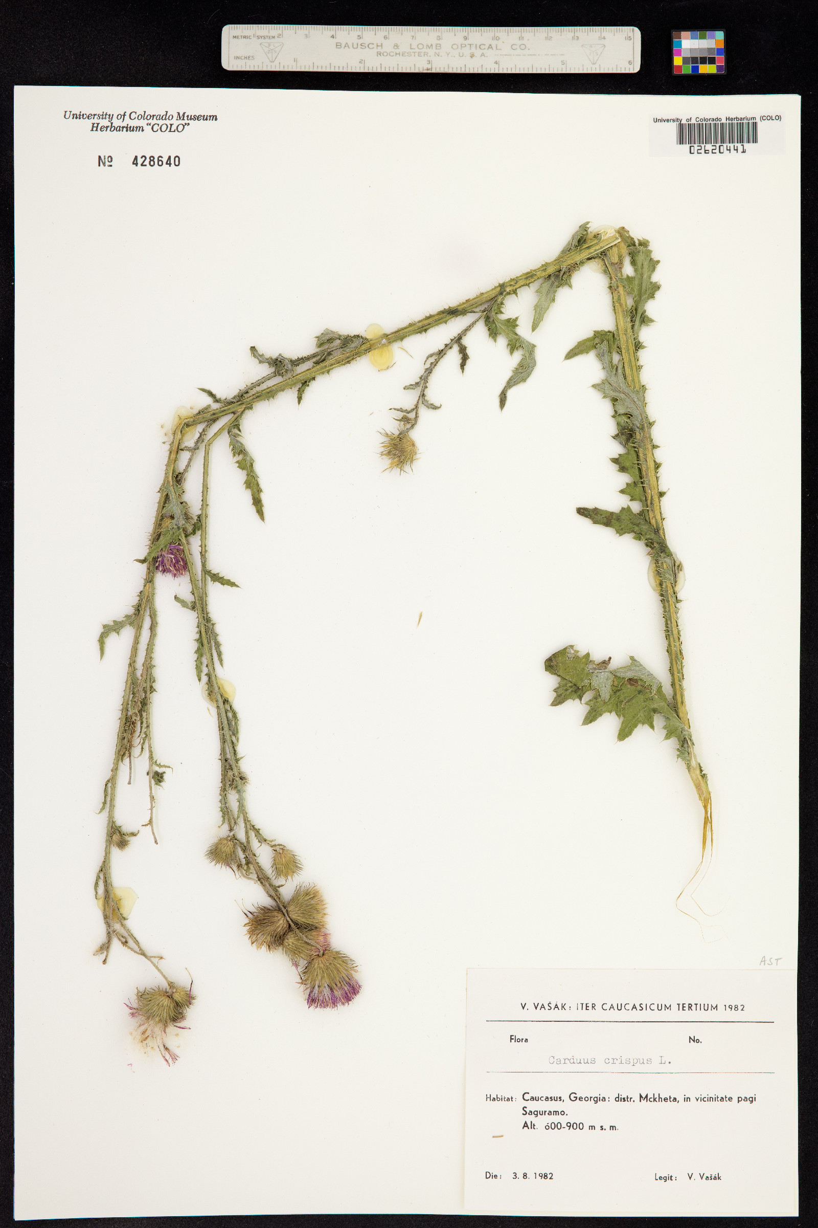 Carduus crispus image