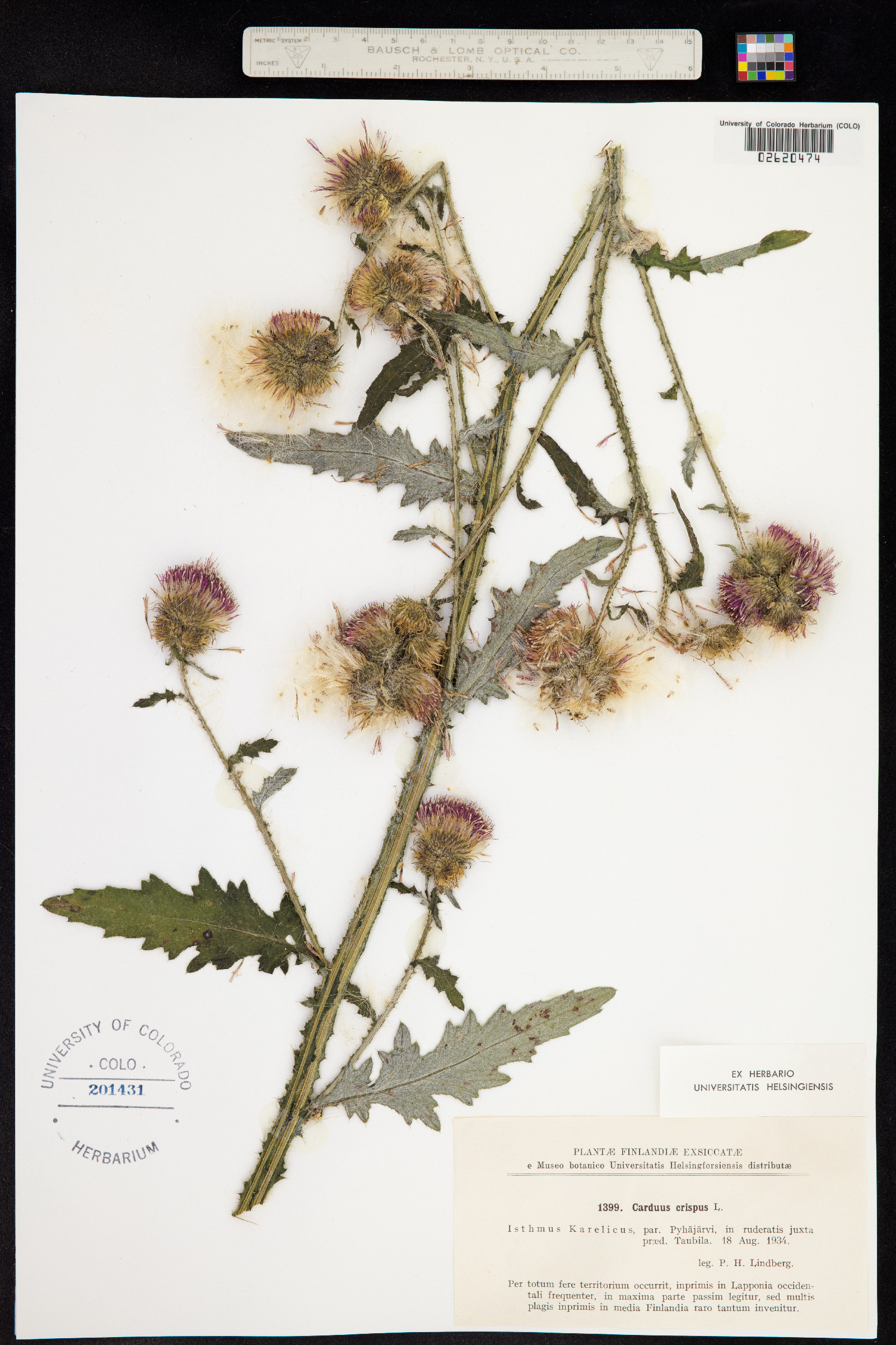 Carduus crispus image