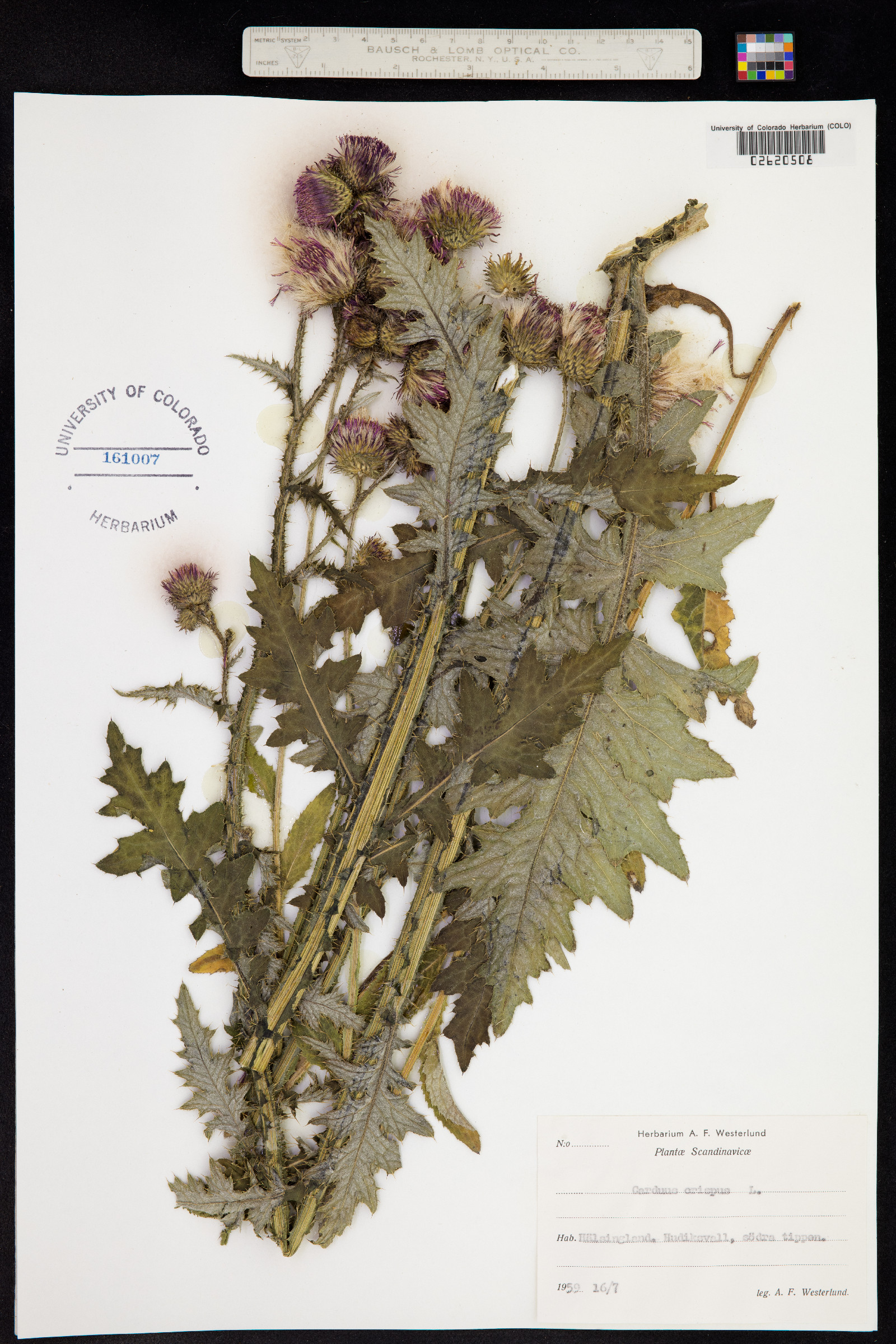 Carduus crispus image