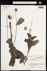 Carduus defloratus image