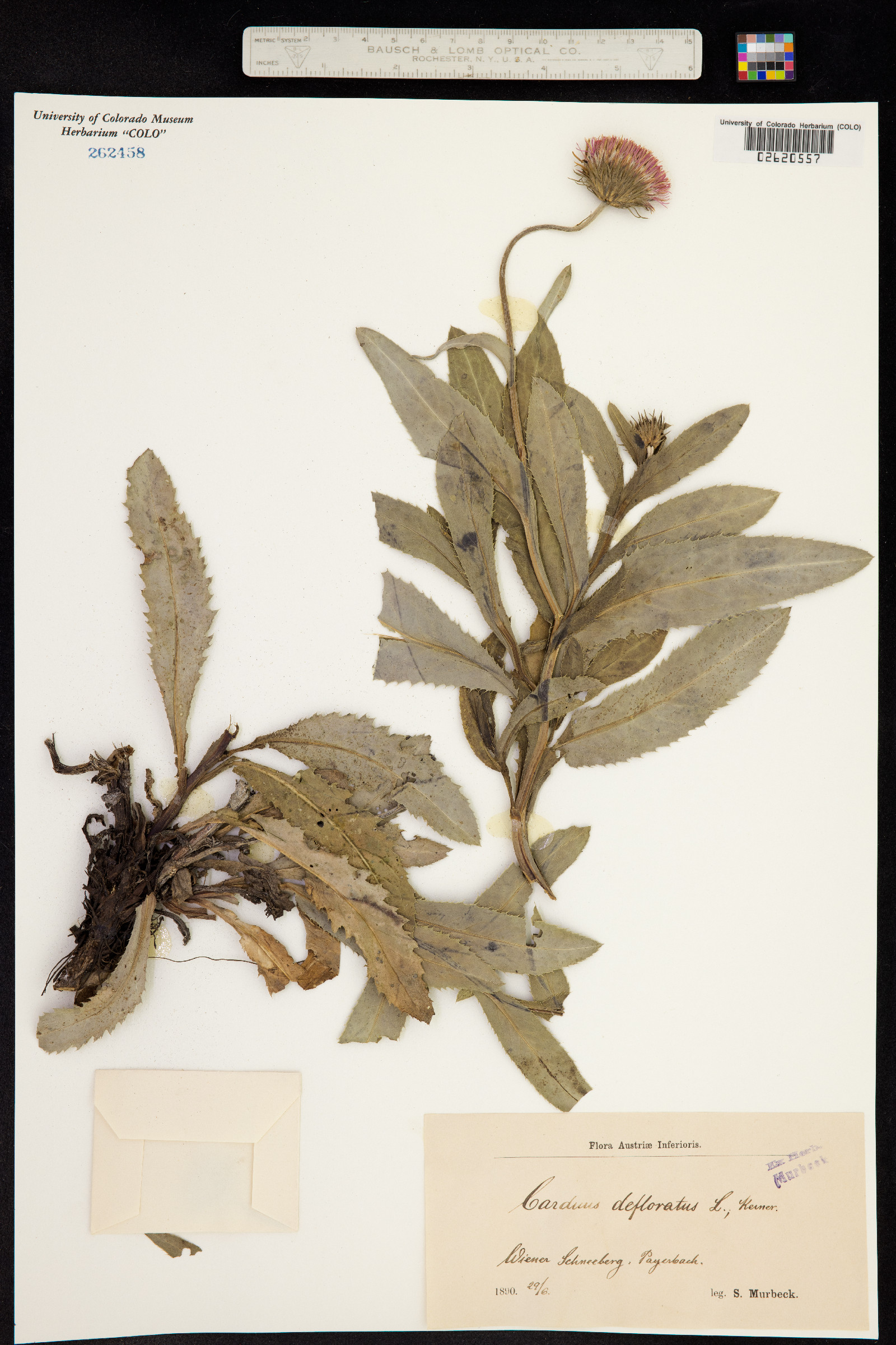 Carduus defloratus image